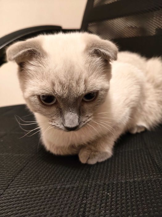 Кот 6 месяцев. Метис