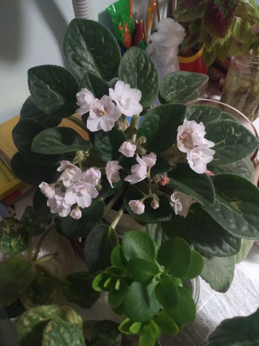 Цветы домашние. Много разных