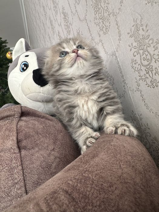 Котенок скотиш фолд