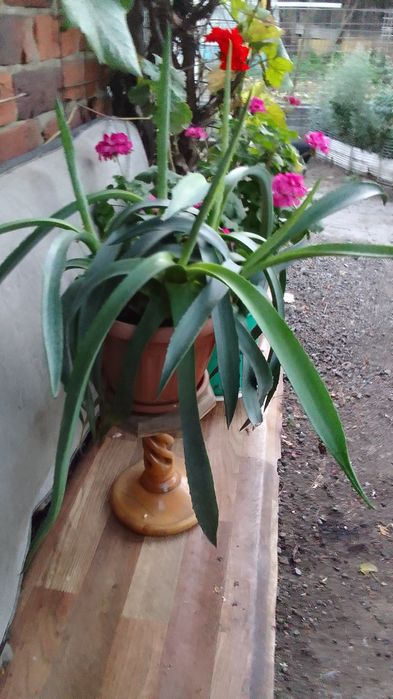 Продам комнатные цветы