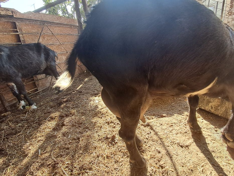 Сауын ешки, лактар сатылады