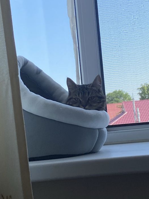 Отдам в добрые руки