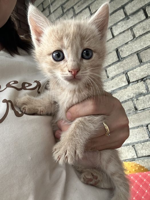 Отдам котят в хорошие руки