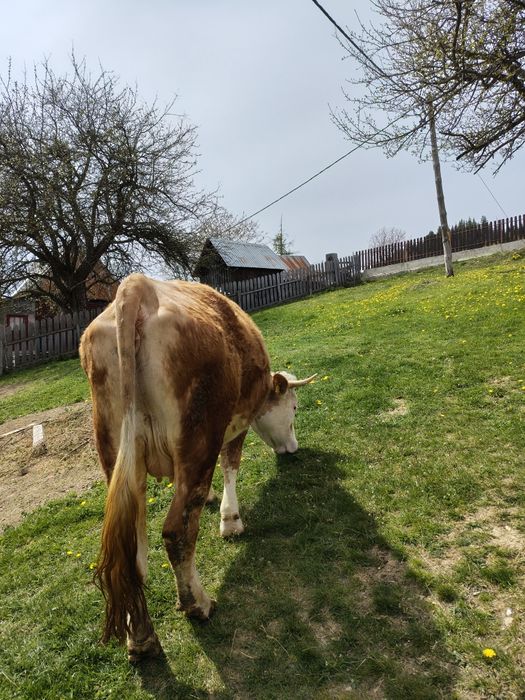 Vând junincă de 3 ani