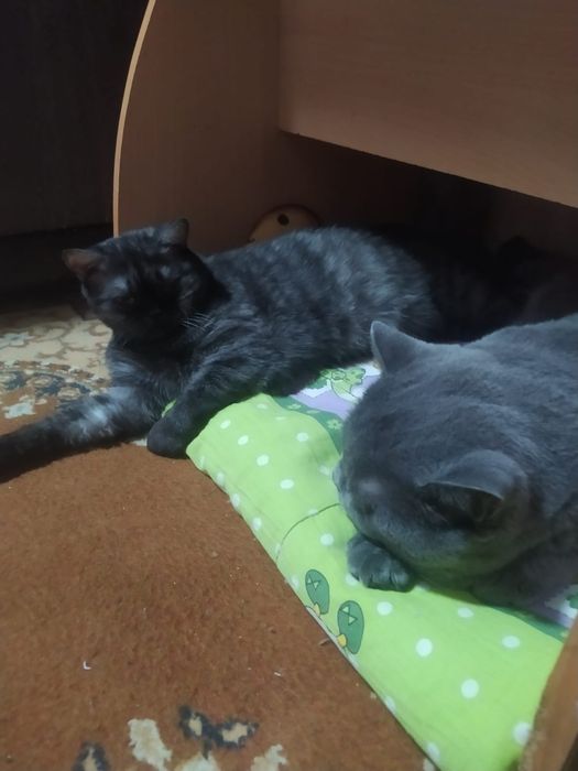 Продам котят британцы