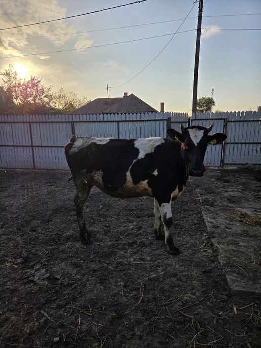 Vitea rasa Holstein