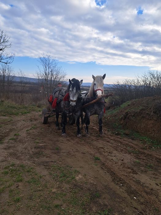 Vand 2 iepe una de 4 ani si una 5 gestante foarte bune la caruta