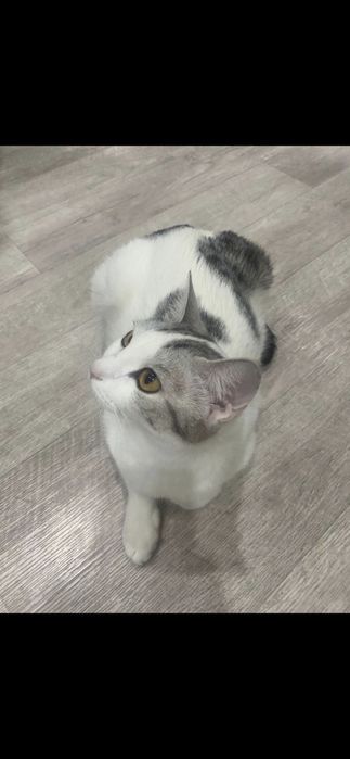 Котята даром в добрые руки