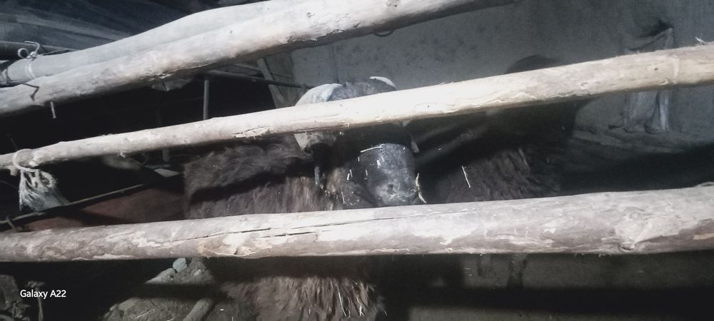 Qo‘chqor sotiladi 9 oylik