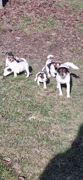 Cațeluși pentru adopție!!