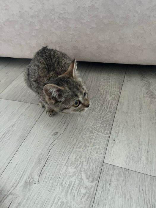 Отдам котёнка в добрые руки!