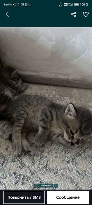 Котенок отдам в добрые руки