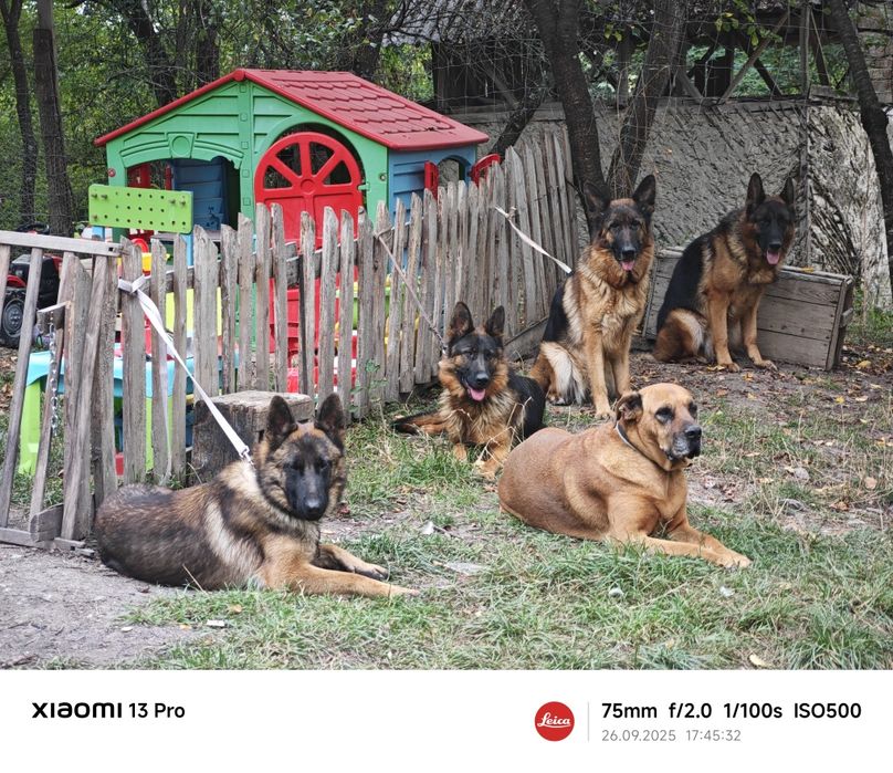 Ofer spre adopție Ciobanesc German cu pedigree