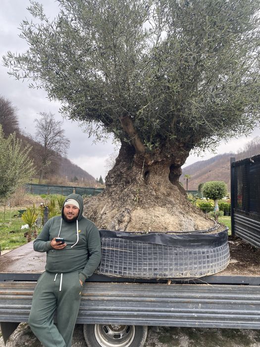 Maslin de 700 de ani ! Plante