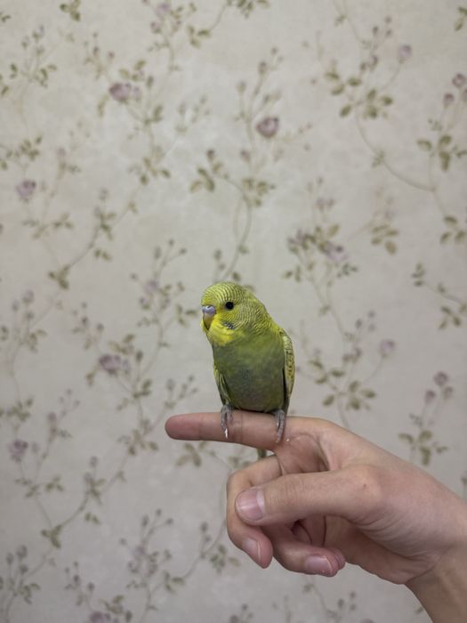 Popugay/ Попугай Спенгл/ Волнистый попугай/Spengl