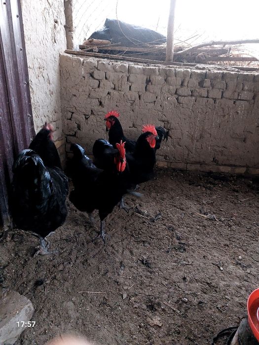 Jersi xoʻrozlari sotiladi