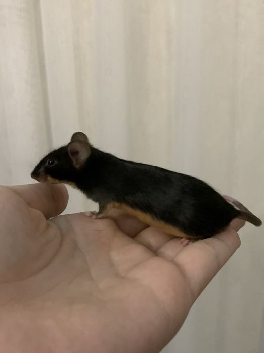 Декоративные сатиновые мышата