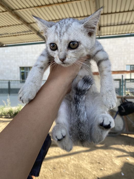 Шотландский мысық