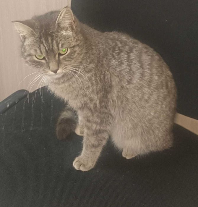 Отдам бесплатно.