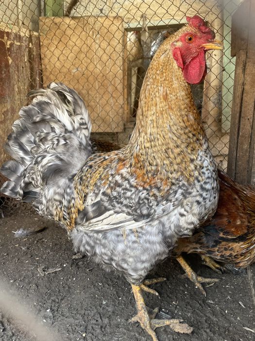 Годовалый петухи