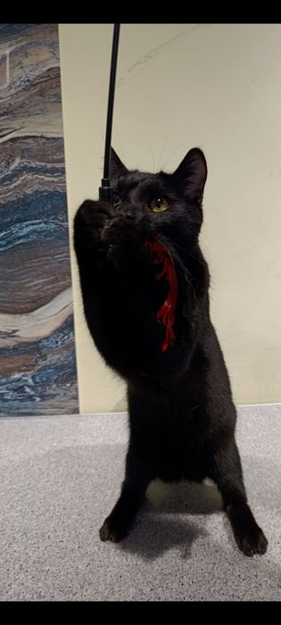 Котенок, ищем дом