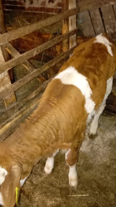 Vând vacă cu vitel