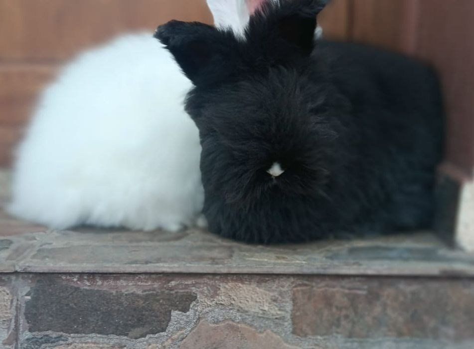 Iepuri angora pui