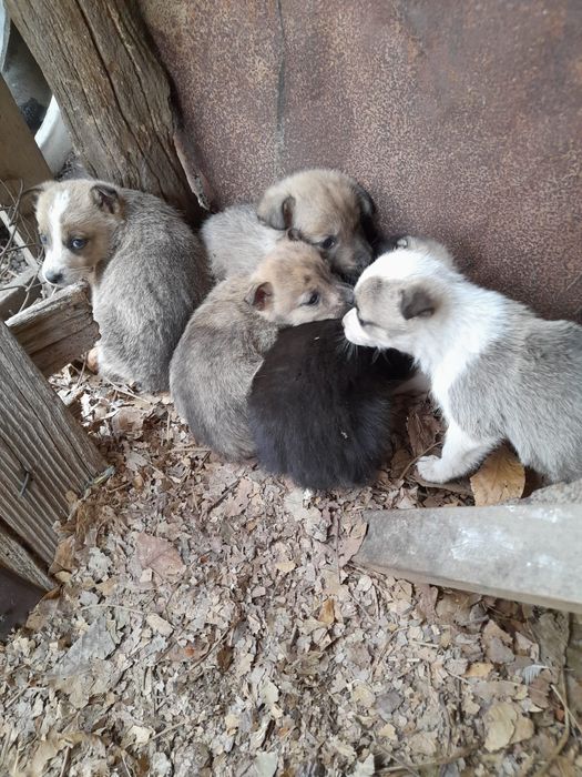 Ofer spre adoptie catei