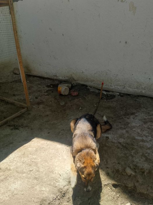 Алабай боласи сотилади.