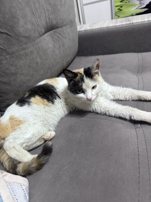 Кошечке срочно нужен дом