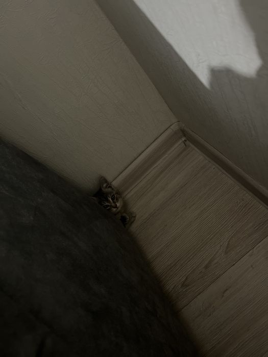 Котенок , мальчик отдам в добрые руки