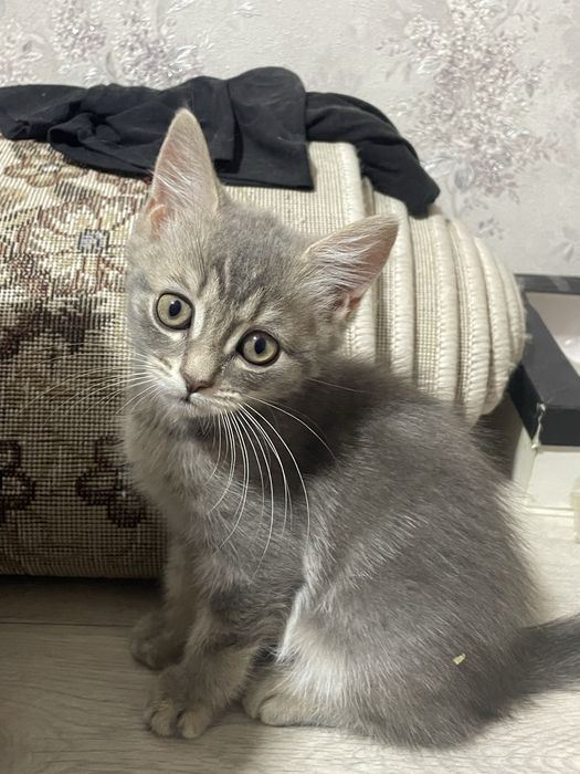 Продаются котята!!!