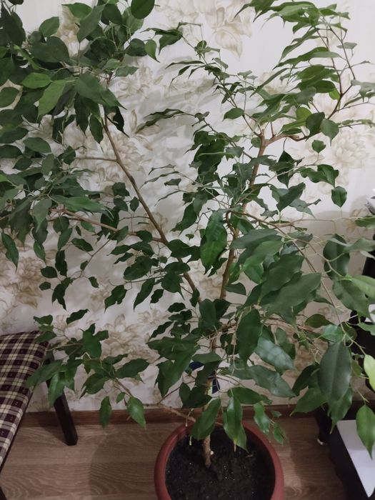 Продам фикус Бенджамин.