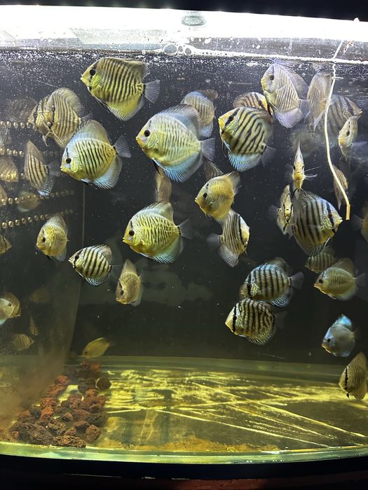 Дискусы, мальки дискусов