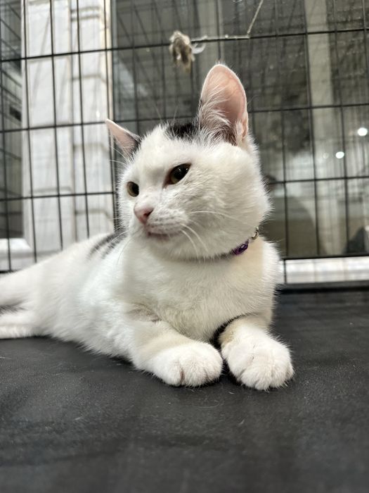 Пристраивается очень милый котенок!7 мес