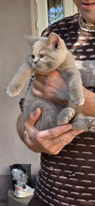 Очаровательный пушистый котенок Британский (девочка)