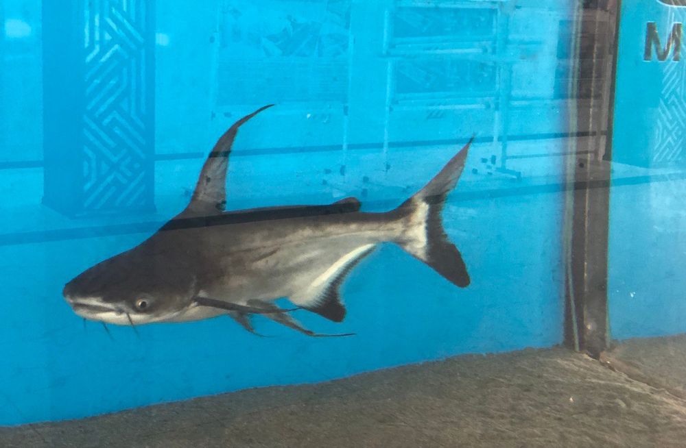 Пангасиус (Акулий сом) – домашняя мини-акула