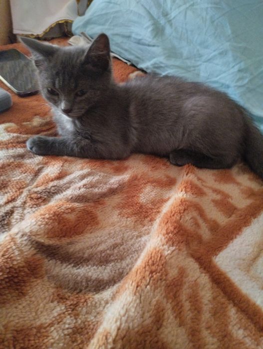 Отдам котёнка,мальчик.