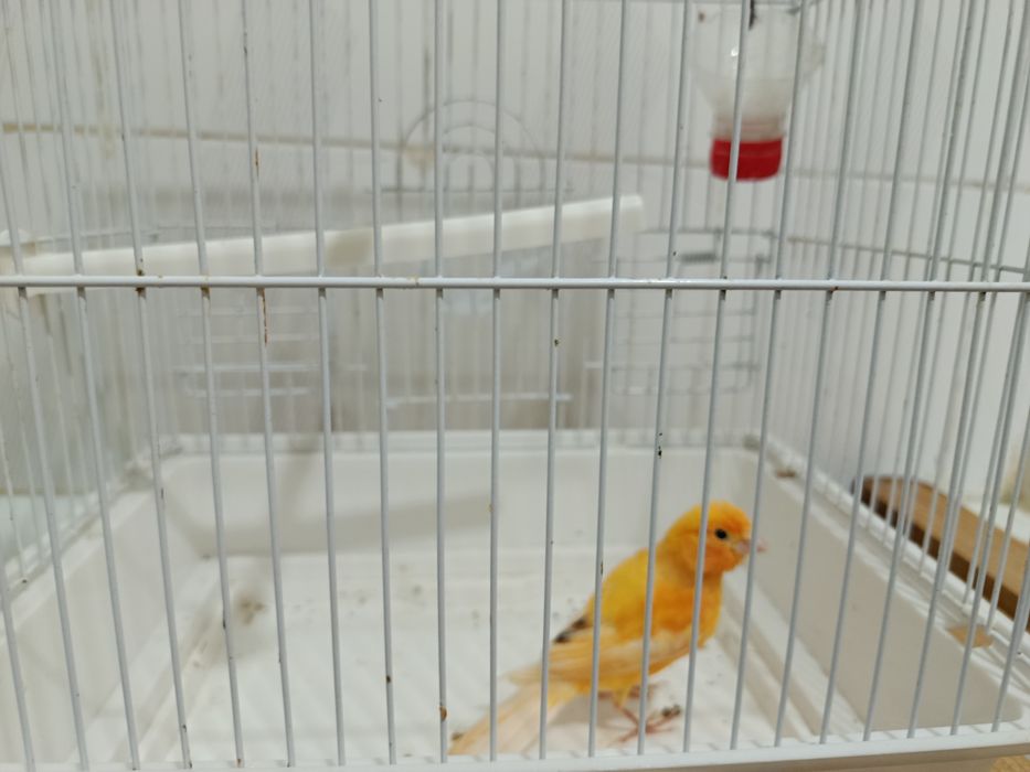 Канарейки самцы от производителя