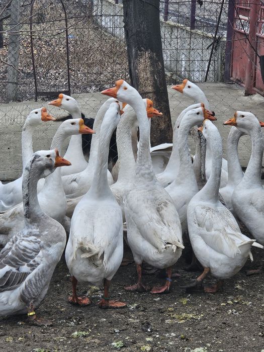 Pereche gaste chinezesti