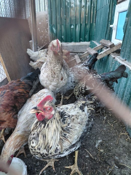 Продам петухов молодых