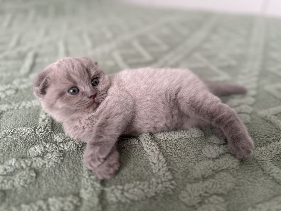 Скоттиш фолд лилового окраса