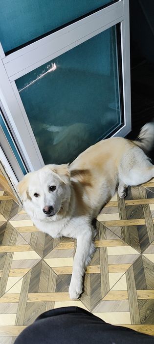 Отдадим собаку в хорошие руки