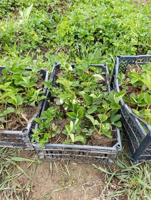 Рассада клубники