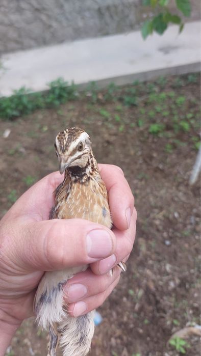 Дикие перепелки Жабайы бодене