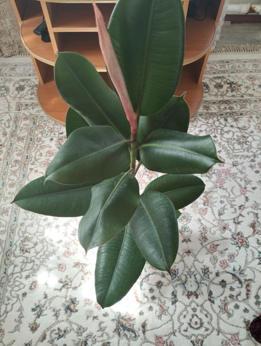 Фикусы два вида,**