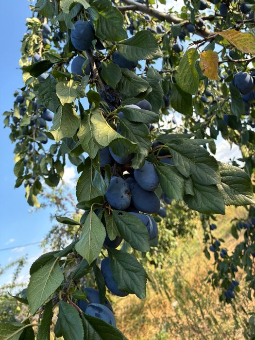 PRUNE -Bogati,Arges