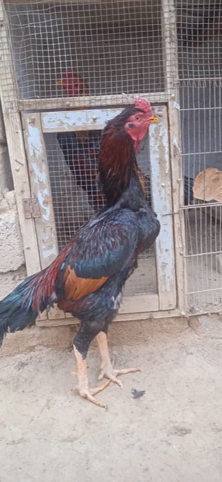 Карея хороз сотилади срочный командировка на кетвоман ошанинг учун сот