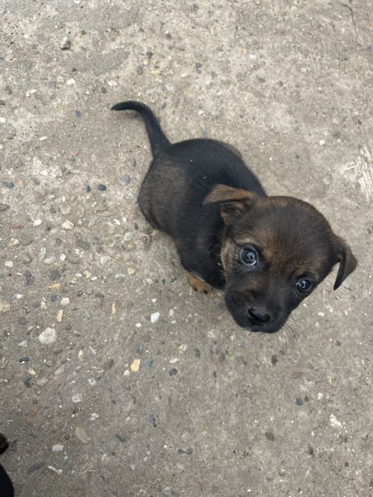 Catei de talie mica adoptie. donez catel de curte. Dau spre adoptie câine