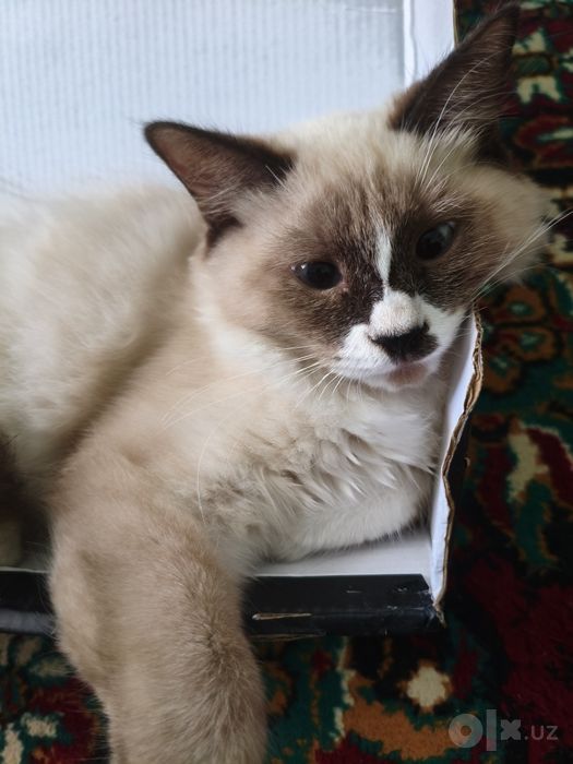 Ragdoll zotliy 4 oylik